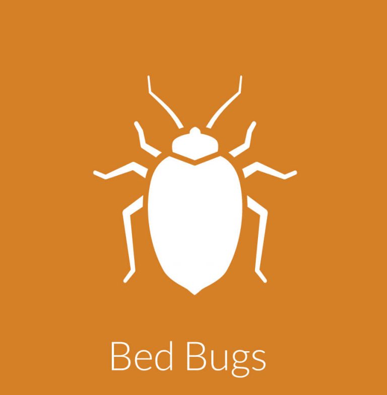 Bed Bug Exterminator - Bohmz Pest Services